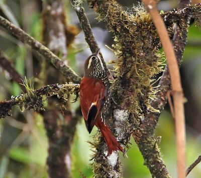 #56 Pearled Treerunner_6363.jpg