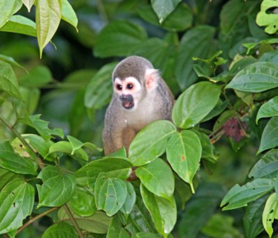 Common Squirrel Monkey - juvenile_4745.jpg