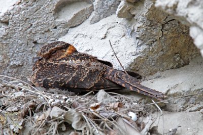 Lyre-tailed Nightjar_8879.jpg - on nest