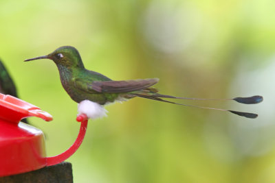 White-booted Racket-tail - male_8232.jpg