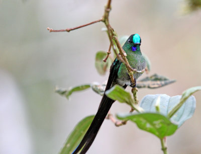 Long-tailed Sylph - male_0694.jpg