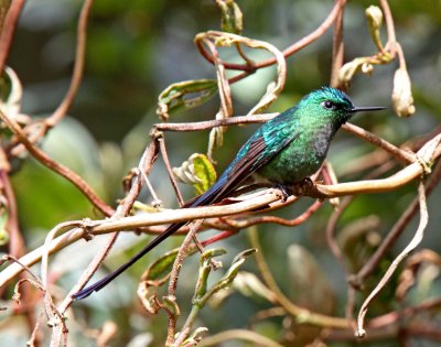 Long-tailed Sylph - male_1184.jpg