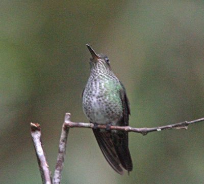 Many-spotted Hummingbird_0016.jpg