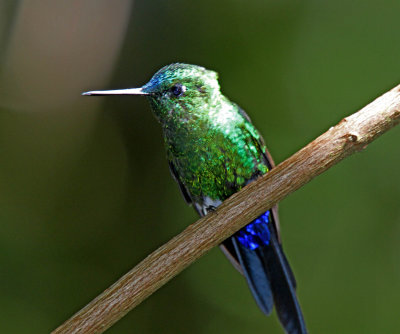 Sapphire-vented Puffleg_7631.jpg