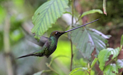 Sword-billed Hummingbird - male_1661.jpg