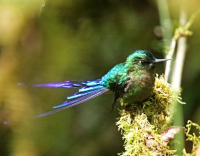 Violet-tailed Sylph - male_8841.jpg