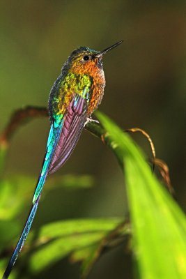 Violet-tailed Sylph - male_7817.jpg