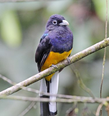 White-tailed Trogon - male_8704.jpg