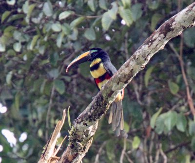 Many-banded Aracari_5886.jpg