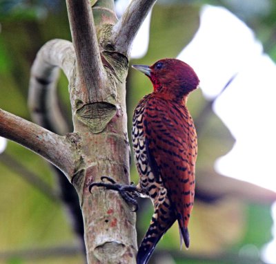 Cinnamon Woodpecker - male_8633.jpg