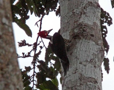 Crimson-crested Woodpecker - male_5891.jpg