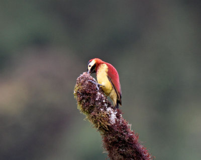 Crimson-mantled Woodpecker - female_1526.jpg