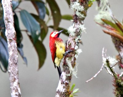 Crimson-mantled Woodpecker - male_1577.jpg