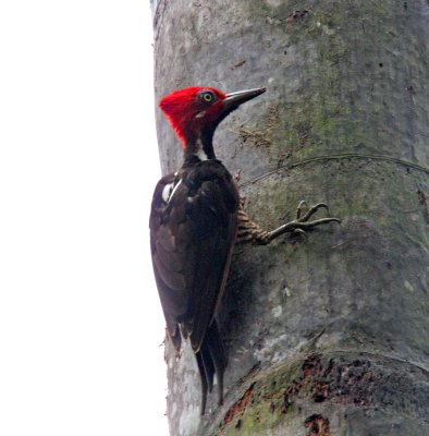 Guayaquil Woodpecker - male_8544.jpg
