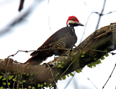Guayaquil Woodpecker - male_8571.jpg