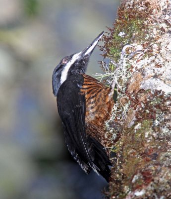 Powerful Woodpecker - female_1038.jpg