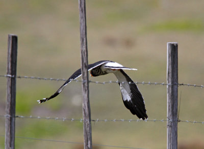 Carunculated Caracara_6606.jpg