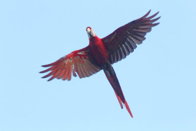 Scarlet macaw_5428.jpg