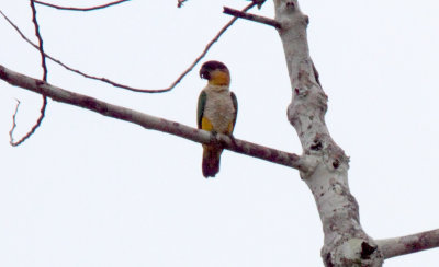 Black-headed Parrot_6108.jpg