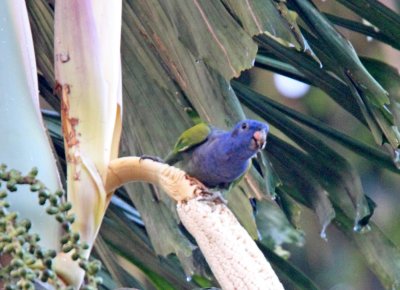 Blue-headed Parrot_5462.jpg