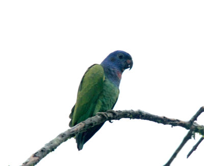 Blue-headed Parrot_8485.jpg
