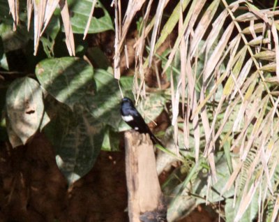 White-banded Swallow_5203.jpg
