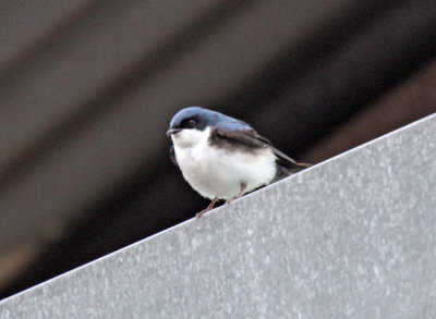 Blue-and-white Swallow_1124 copy.jpg