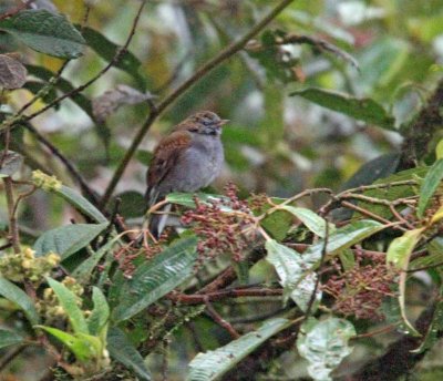 Andean Solitaire_0510.jpg