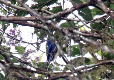 Blue-and-black Tanager_8264.jpg
