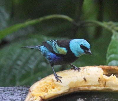 Blue-necked Tanager_8361.jpg