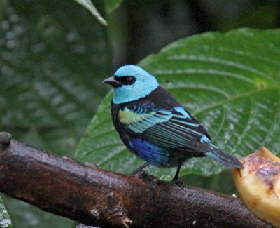 Blue-necked Tanager_8369.jpg