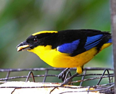 Blue-winged Mountain-Tanager _8798.jpg