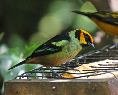Flame-faced Tanager_8802.jpg