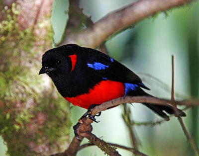 Scarlet-bellied Mountain Tanager_7620.jpg