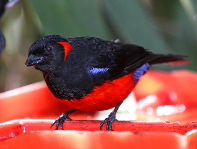 Scarlet-bellied Mountain Tanager_7698.jpg