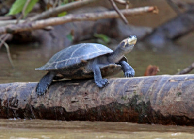 Yellow-spotted Amazon Turtle_6150.jpg