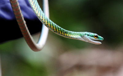 Green Parrot Snake_4330.jpg