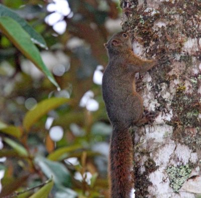 Red-tailed Squirrel_0518.jpg