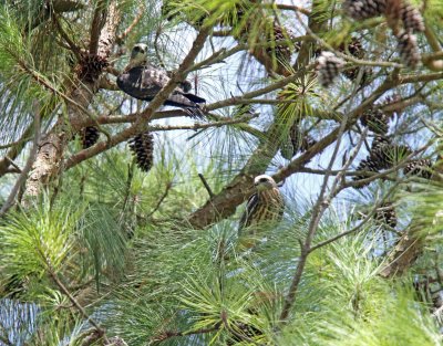 Mississippi Kite juvies_0036.jpg