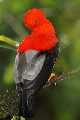 Andean Cock-of-the-Rock - male_0388.jpg