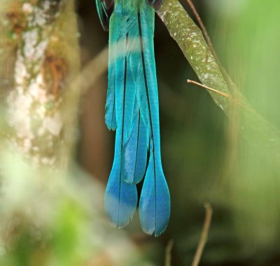 Andean Motmot - tail_1269.jpg