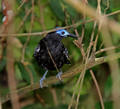 Bare-crowned Antbird - male_4758.jpg