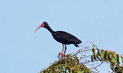 Bare-faced Ibis_4519.jpg