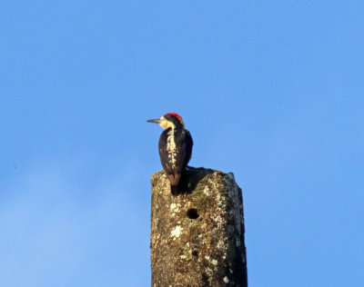 Beautiful Woodpecker_4058.jpg