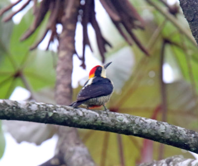 Beautiful Woodpecker_4156.jpg