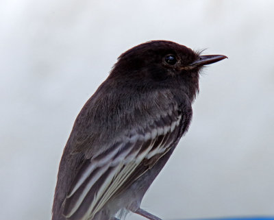 Black Phoebe_4247.jpg