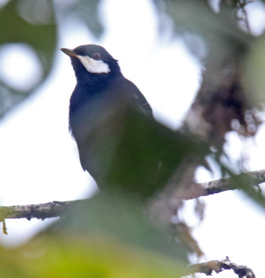 Black Solitaire_3204.jpg