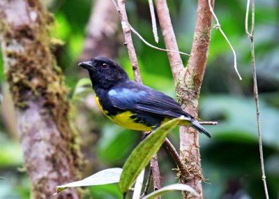 Black-and-gold Tanager_3541.jpg