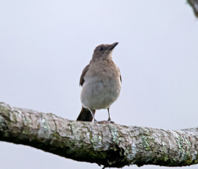 Black-billed Thrush_4047.jpg
