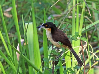 Black-capped Donacobius_4388.jpg